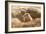 Prairie Dog-India1-Framed Photographic Print