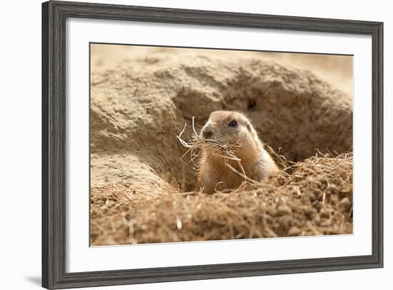 Prairie Dog-India1-Framed Photographic Print