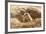 Prairie Dog-India1-Framed Photographic Print