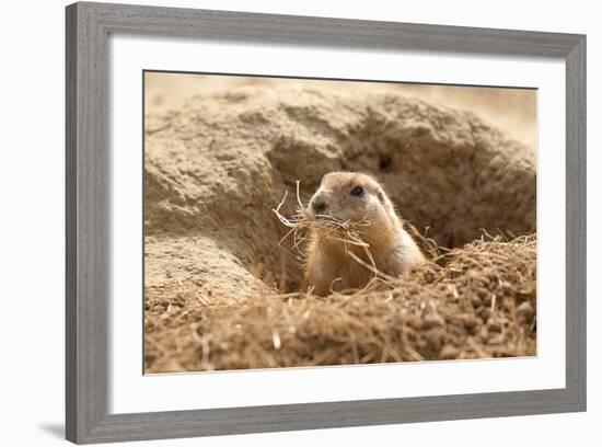 Prairie Dog-India1-Framed Photographic Print