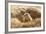 Prairie Dog-India1-Framed Photographic Print