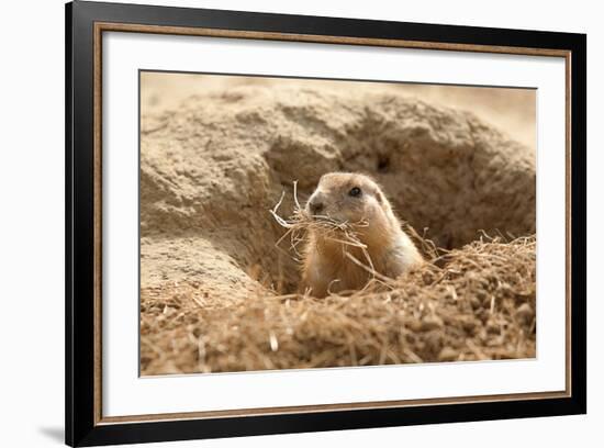 Prairie Dog-India1-Framed Photographic Print