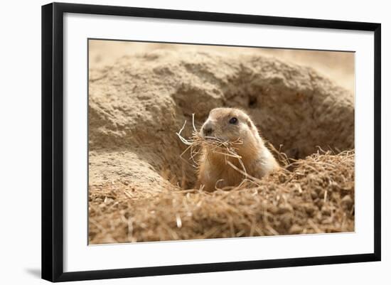 Prairie Dog-India1-Framed Photographic Print