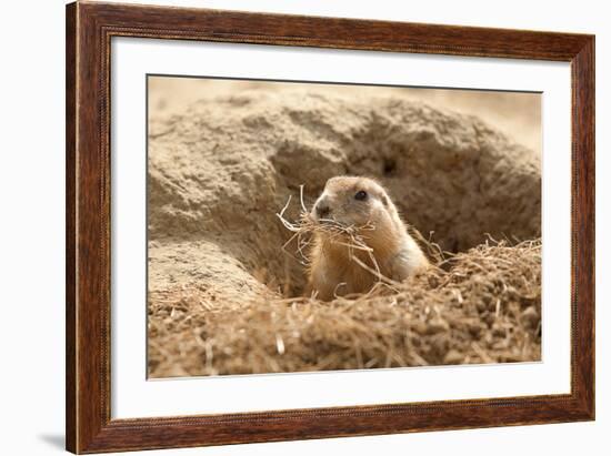 Prairie Dog-India1-Framed Photographic Print