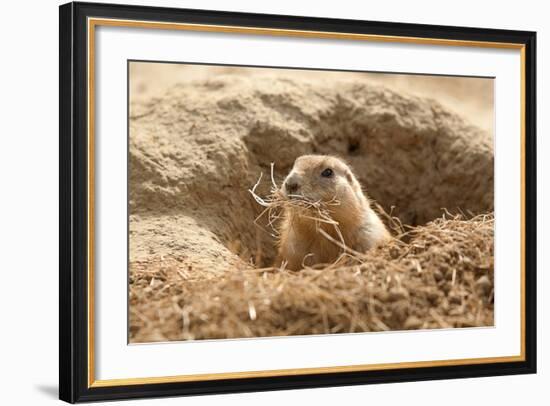 Prairie Dog-India1-Framed Photographic Print