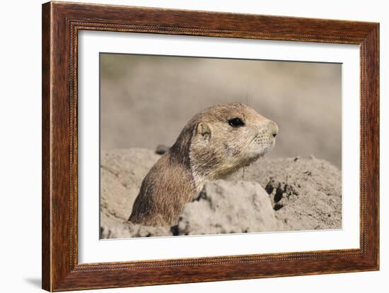 Prairie Dog-Gordon Semmens-Framed Photographic Print