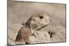 Prairie Dog-Gordon Semmens-Mounted Photographic Print