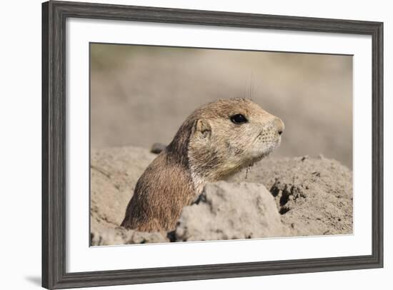 Prairie Dog-Gordon Semmens-Framed Photographic Print