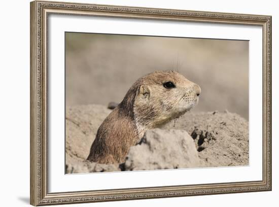 Prairie Dog-Gordon Semmens-Framed Photographic Print