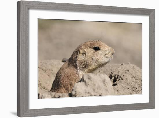 Prairie Dog-Gordon Semmens-Framed Photographic Print