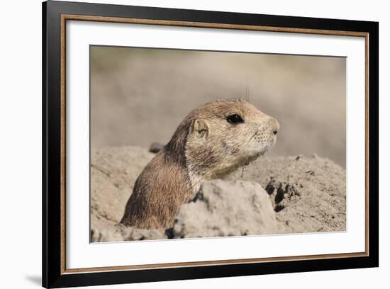 Prairie Dog-Gordon Semmens-Framed Photographic Print