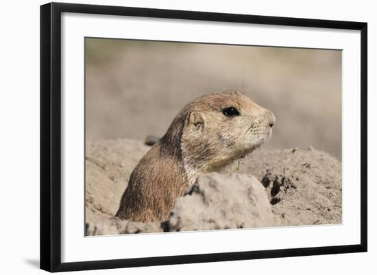 Prairie Dog-Gordon Semmens-Framed Photographic Print
