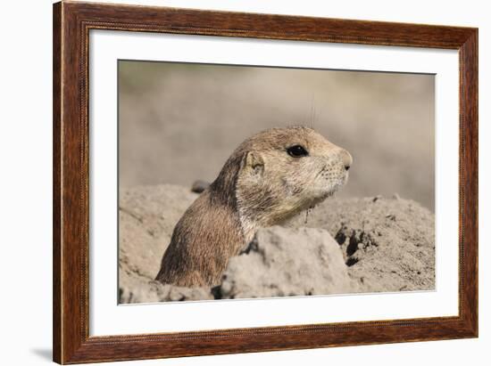 Prairie Dog-Gordon Semmens-Framed Photographic Print