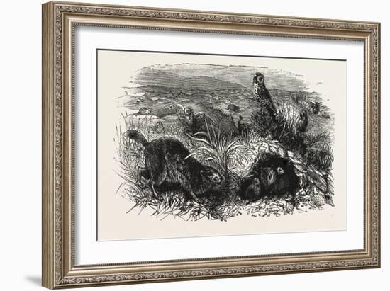 Prairie Dogs and Owls, Buenos Ayres, Trinidad and Tobago-null-Framed Giclee Print