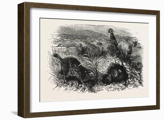 Prairie Dogs and Owls, Buenos Ayres, Trinidad and Tobago-null-Framed Giclee Print