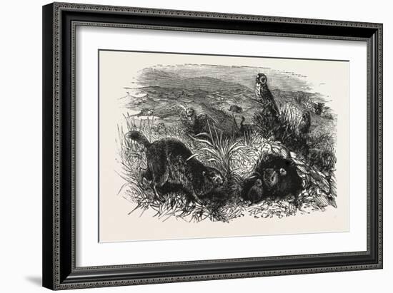 Prairie Dogs and Owls, Buenos Ayres, Trinidad and Tobago-null-Framed Giclee Print