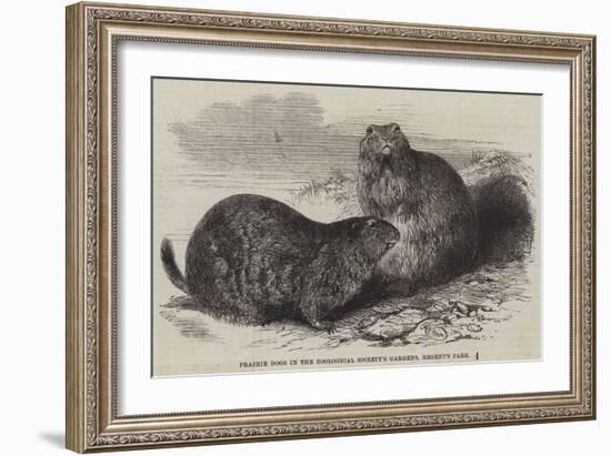 Prairie Dogs in the Zoological Society's Gardens, Regent's Park-Harrison William Weir-Framed Giclee Print