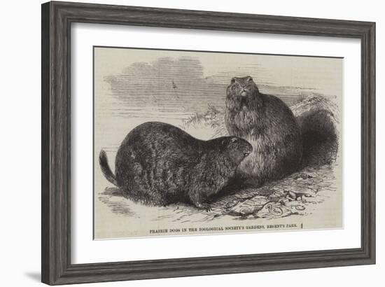 Prairie Dogs in the Zoological Society's Gardens, Regent's Park-Harrison William Weir-Framed Giclee Print