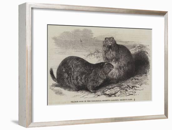 Prairie Dogs in the Zoological Society's Gardens, Regent's Park-Harrison William Weir-Framed Giclee Print