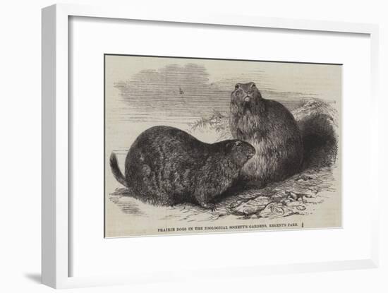 Prairie Dogs in the Zoological Society's Gardens, Regent's Park-Harrison William Weir-Framed Giclee Print