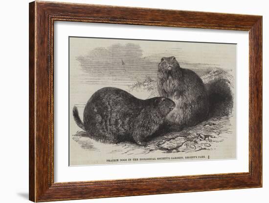 Prairie Dogs in the Zoological Society's Gardens, Regent's Park-Harrison William Weir-Framed Giclee Print