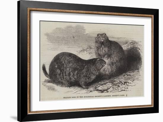 Prairie Dogs in the Zoological Society's Gardens, Regent's Park-Harrison William Weir-Framed Giclee Print