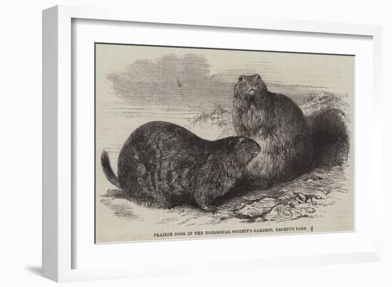 Prairie Dogs in the Zoological Society's Gardens, Regent's Park-Harrison William Weir-Framed Giclee Print