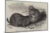 Prairie Dogs in the Zoological Society's Gardens, Regent's Park-Harrison William Weir-Mounted Giclee Print