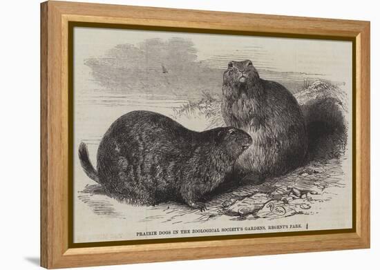 Prairie Dogs in the Zoological Society's Gardens, Regent's Park-Harrison William Weir-Framed Premier Image Canvas