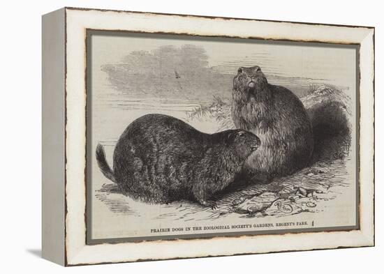 Prairie Dogs in the Zoological Society's Gardens, Regent's Park-Harrison William Weir-Framed Premier Image Canvas