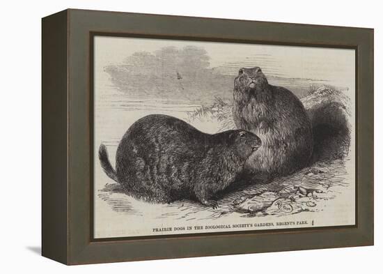 Prairie Dogs in the Zoological Society's Gardens, Regent's Park-Harrison William Weir-Framed Premier Image Canvas