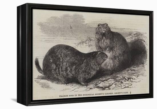 Prairie Dogs in the Zoological Society's Gardens, Regent's Park-Harrison William Weir-Framed Premier Image Canvas