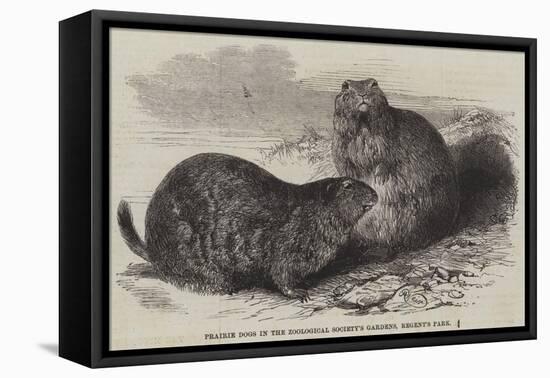 Prairie Dogs in the Zoological Society's Gardens, Regent's Park-Harrison William Weir-Framed Premier Image Canvas