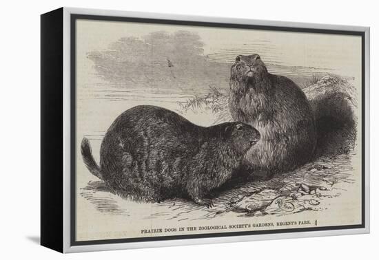 Prairie Dogs in the Zoological Society's Gardens, Regent's Park-Harrison William Weir-Framed Premier Image Canvas