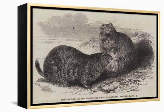 Prairie Dogs in the Zoological Society's Gardens, Regent's Park-Harrison William Weir-Framed Premier Image Canvas