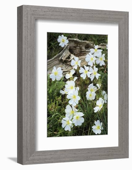 Prairie Evening Primroses Growing around Log, Cerrososo Canyon, New Mexico-Maresa Pryor-Framed Photographic Print