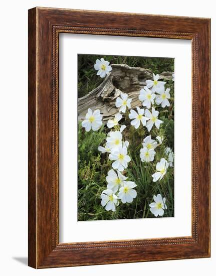 Prairie Evening Primroses Growing around Log, Cerrososo Canyon, New Mexico-Maresa Pryor-Framed Photographic Print