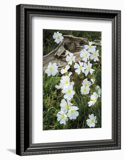 Prairie Evening Primroses Growing around Log, Cerrososo Canyon, New Mexico-Maresa Pryor-Framed Photographic Print