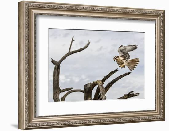 Prairie Falcon, Sonora Desert, Tucson, Arizona, Usa-Chuck Haney-Framed Photographic Print