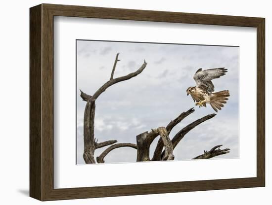 Prairie Falcon, Sonora Desert, Tucson, Arizona, Usa-Chuck Haney-Framed Photographic Print