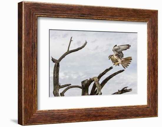 Prairie Falcon, Sonora Desert, Tucson, Arizona, Usa-Chuck Haney-Framed Photographic Print