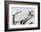 Prairie Falcon, Sonora Desert, Tucson, Arizona, Usa-Chuck Haney-Framed Photographic Print