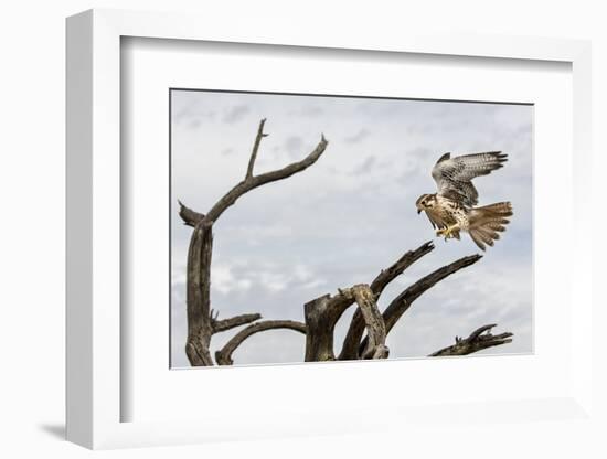 Prairie Falcon, Sonora Desert, Tucson, Arizona, Usa-Chuck Haney-Framed Photographic Print