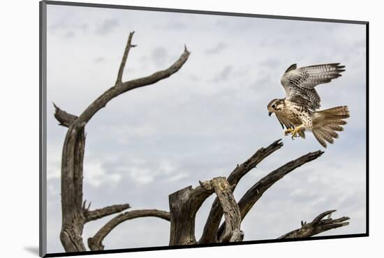 Prairie Falcon, Sonora Desert, Tucson, Arizona, Usa-Chuck Haney-Mounted Photographic Print