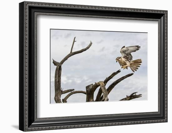 Prairie Falcon, Sonora Desert, Tucson, Arizona, Usa-Chuck Haney-Framed Photographic Print