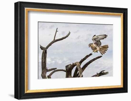 Prairie Falcon, Sonora Desert, Tucson, Arizona, Usa-Chuck Haney-Framed Photographic Print