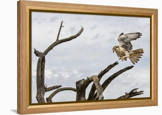 Prairie Falcon, Sonora Desert, Tucson, Arizona, Usa-Chuck Haney-Framed Premier Image Canvas