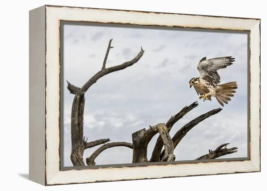 Prairie Falcon, Sonora Desert, Tucson, Arizona, Usa-Chuck Haney-Framed Premier Image Canvas