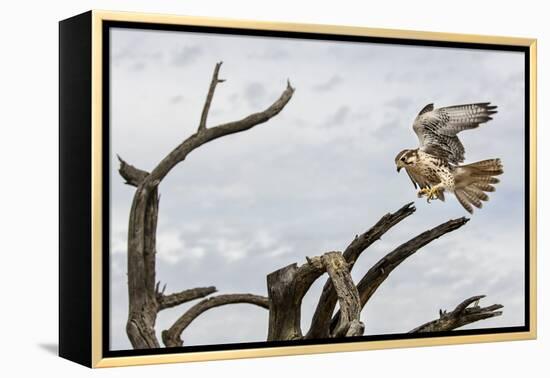 Prairie Falcon, Sonora Desert, Tucson, Arizona, Usa-Chuck Haney-Framed Premier Image Canvas