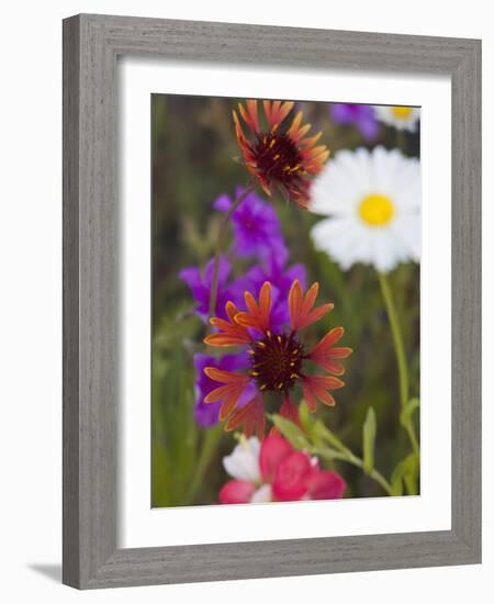 Prairie Gaillardia and Various Wildflowers, Texas, Usa-Julie Eggers-Framed Photographic Print